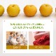 2025ǯ ��ͽ�󳫻� ����13��14�١�ǻ���Ť��������Υץ�ߥ�����������դ��̽��δŤ��ʤ��򤴾�̣�������� ����̣�� ���ʤʤ��� Ļ�踩�� �������ʤ��󤫤󤻤�� ��5kg 16��18�� <br>�Ťߤ��äפ������ꥷ�㥭���㥭�ο��ʼ�<br>����̵��
