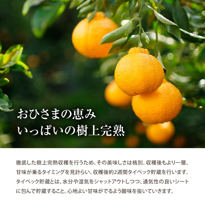 2026ǯ ��ͽ�󳫻� �������� ���βСʤ���̤��˥ǥ��ݥ���5kg����15-20�̡�<br>��������·����¿���ν�ͭ��<br>����̵�����̳�ƻ�����������2��ܰʹߤ�ȯ����