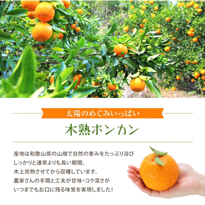 2026ǯ ��ͽ�󳫻�<br>�²λ����� �ڽϥݥ󥫥�<br> L��2L������ 30��36���� ��5kg ����̵��<br> ����Ǵ��Ϥ������Ť��ݤ󤫤󡣿����ʤޤ����դ��Ǥ��Ϥ��פ��ޤ����ߤ���Τ褦�˼�Ǥऱ�ޤ�