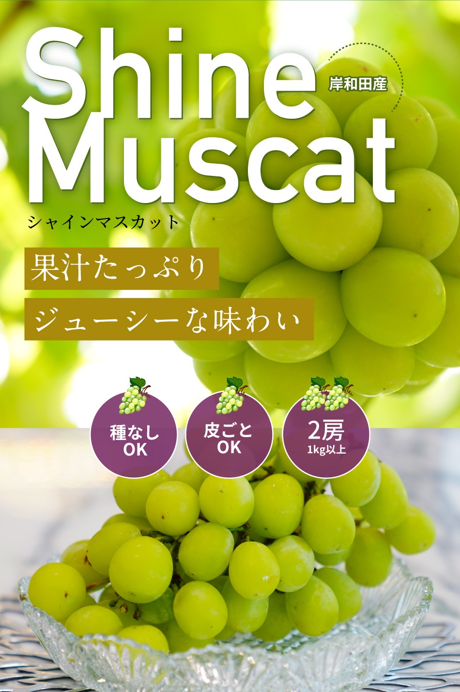 òλ6,800ߡ2025ǯ ͽ󳫻 㥤ޥå 1kgʾ (500g2˼<br>̵ۢϰ<br>ʤ餴ȿ٤̣֤ɤ<br>Ի Ѥˤ եȤˤ <br>ƺ ֥ɥ ֤ɤ ϥ ١ڼϻ8~9ܡ