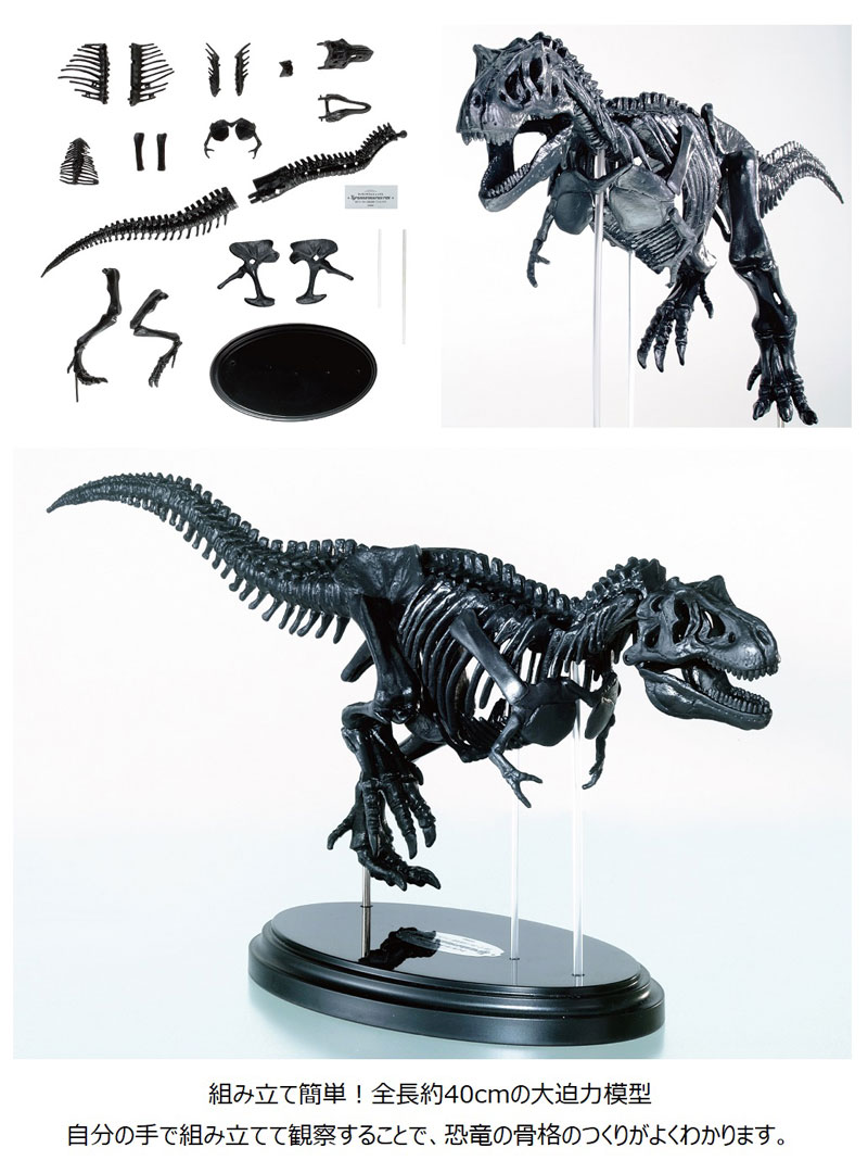 ティラノサウルス1/35骨格模型キット A1ポスター付き 骨格模型 知育