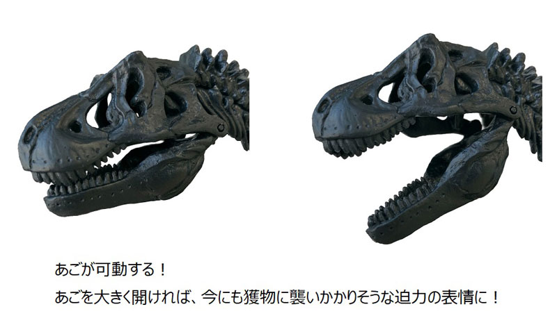ティラノサウルス1/35骨格模型キット A1ポスター付き 骨格模型 知育