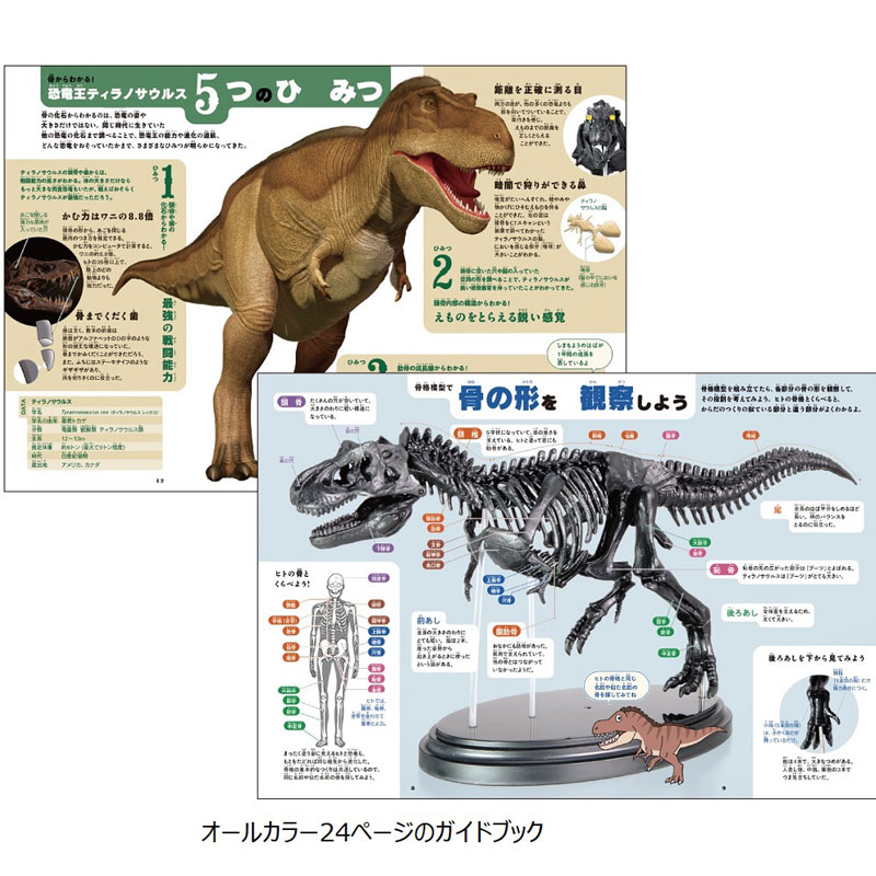 ティラノサウルス1/35骨格模型キット A1ポスター付き 骨格模型 知育
