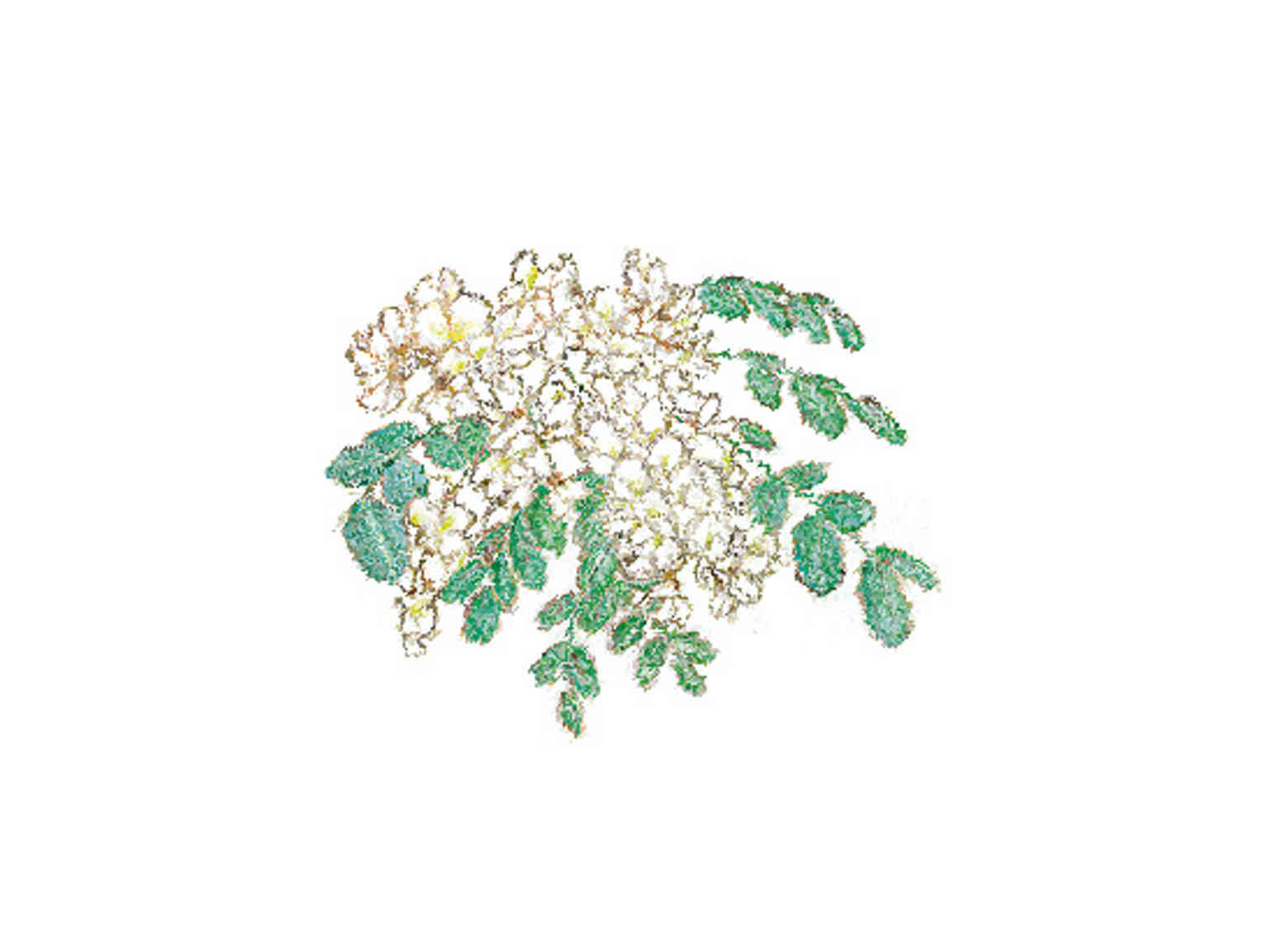 アピディス ハチミツ アカシア 125g