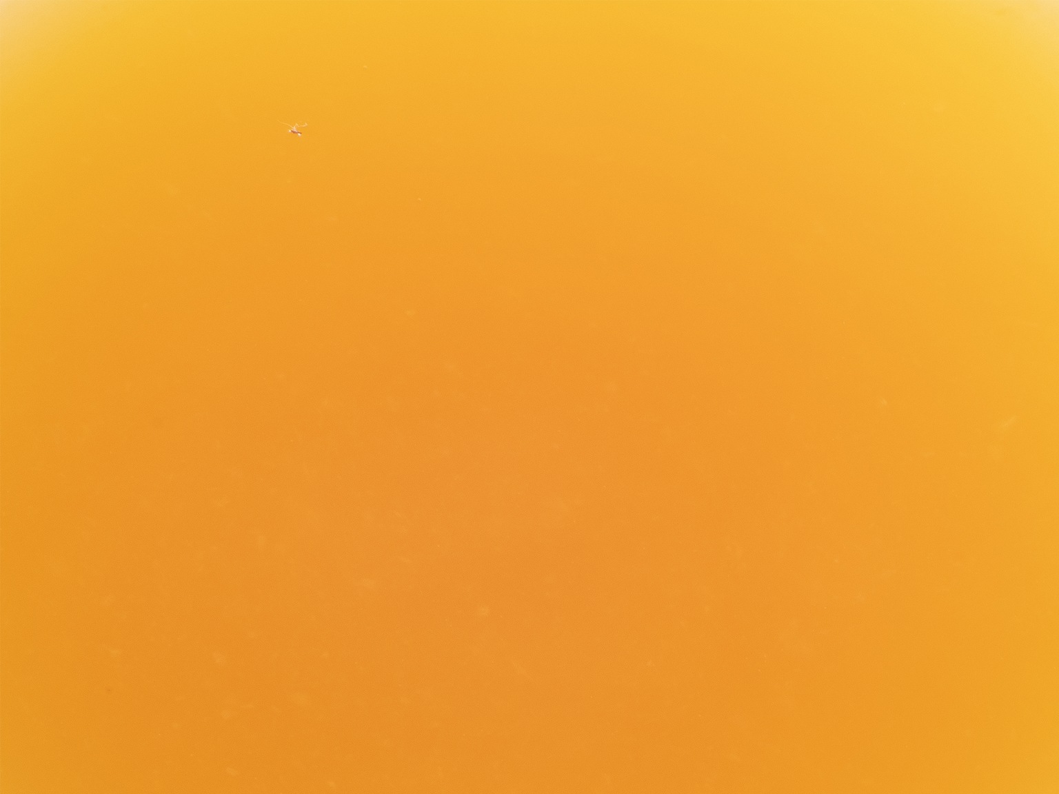 ピューレ パンプルムースロゼ 1kg