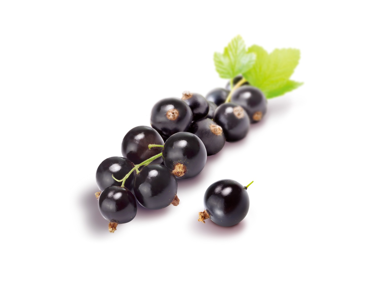 ボワロン ピューレカシス 10kg