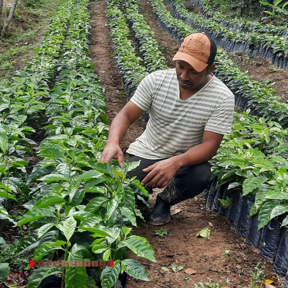 ヌエバ・ルス ホンジュラス｜コーヒー豆通販のカフェテナンゴ