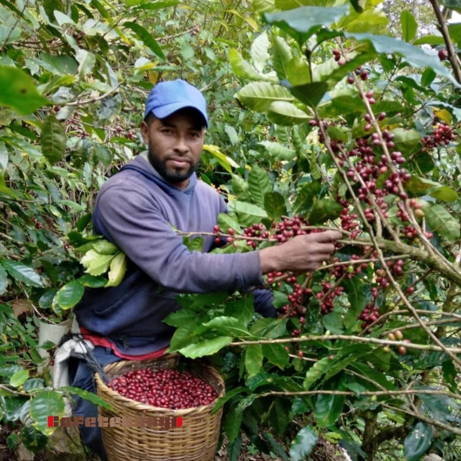 ヌエバ・ルス ホンジュラス｜コーヒー豆通販のカフェテナンゴ