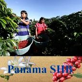【100g】パナマSHB（中煎り）
