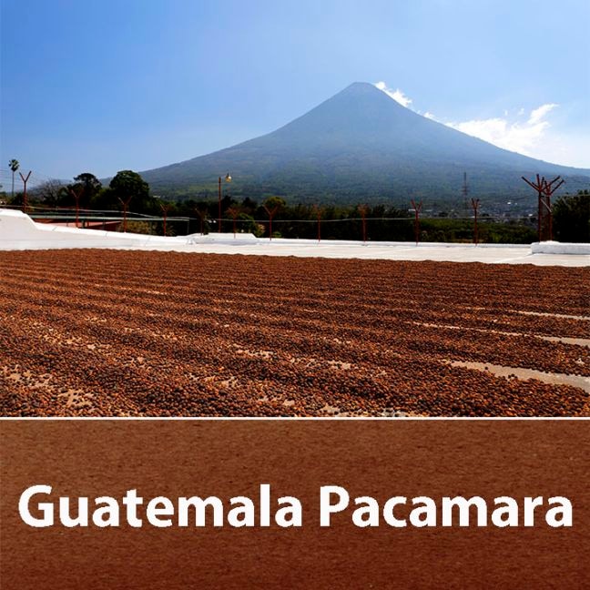 【100g】グァテマラ・パカマラ・ナチュラル（中深煎り）
