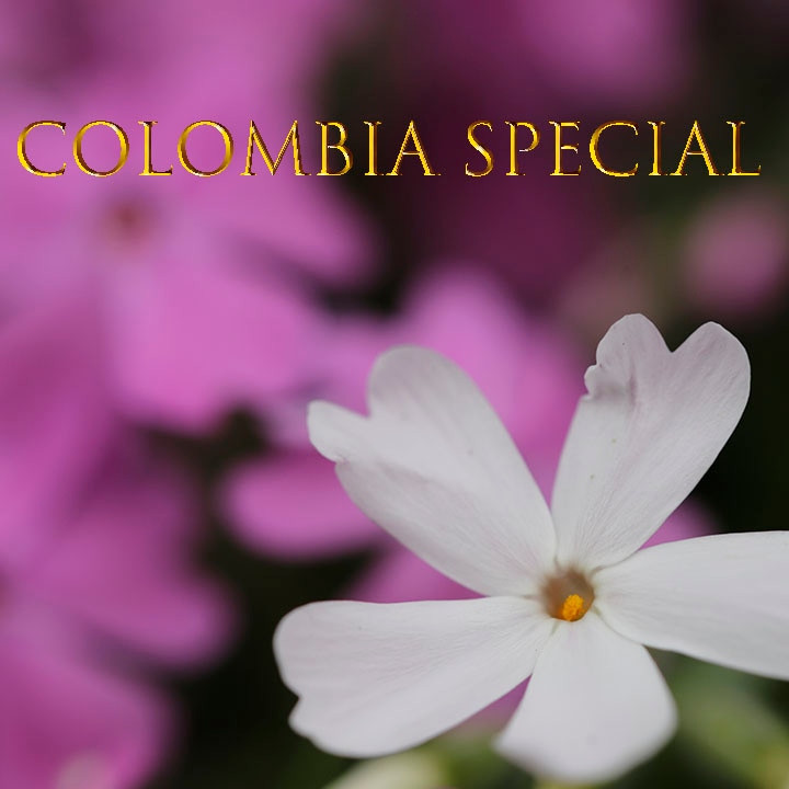 【100g】コロンビア・スペシャル（中深煎り）