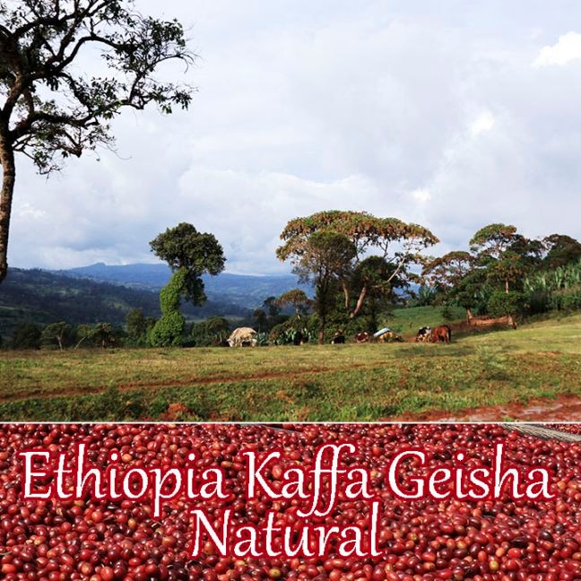 【100g】エチオピア・カッファ・ゲイシャ（中煎り）