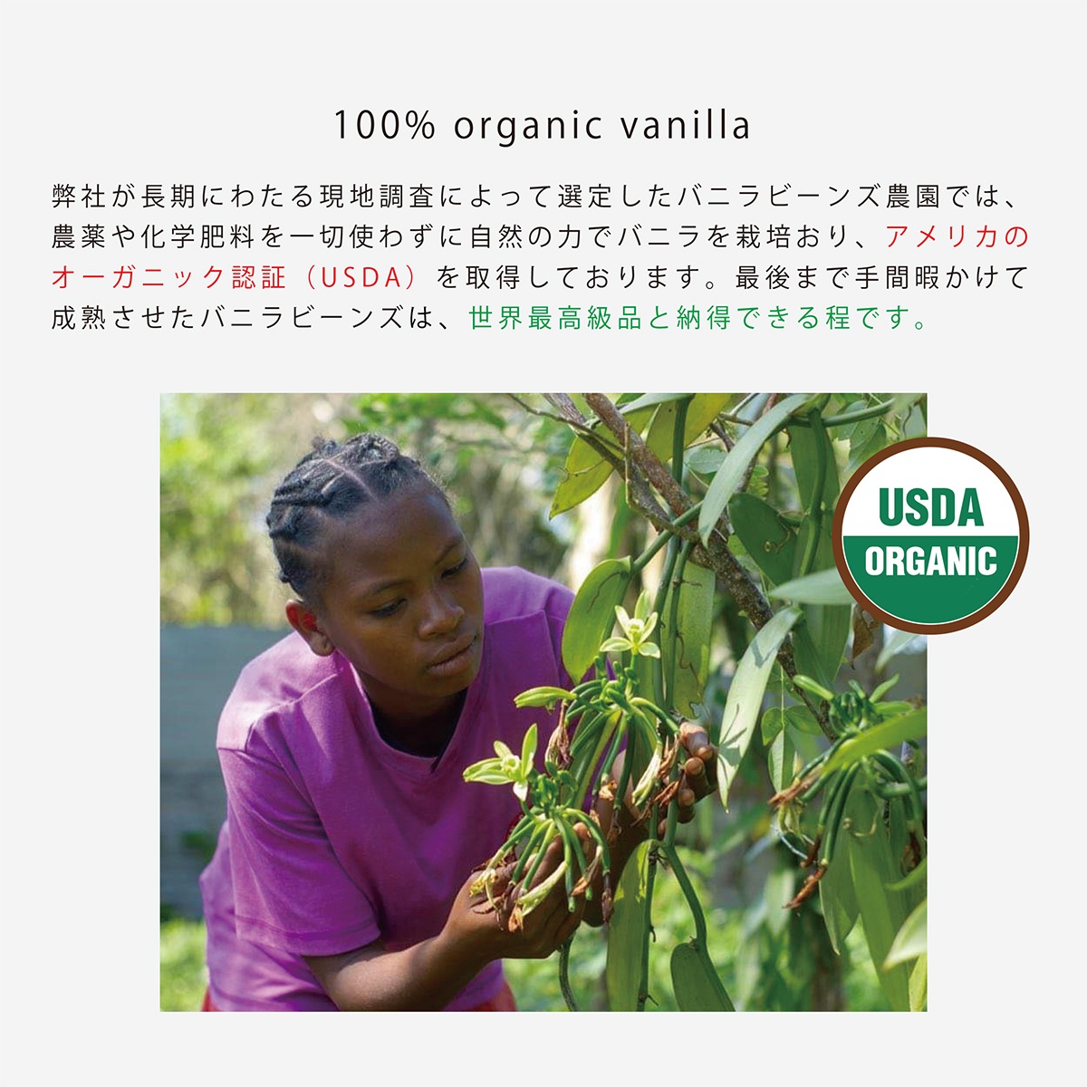 �Х˥�ӡ��� (���졼�ɣ�) 10���� �ޥ��������뻺 TGP009-1