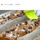 パウンドケーキもち麦と甜菜糖 大納言