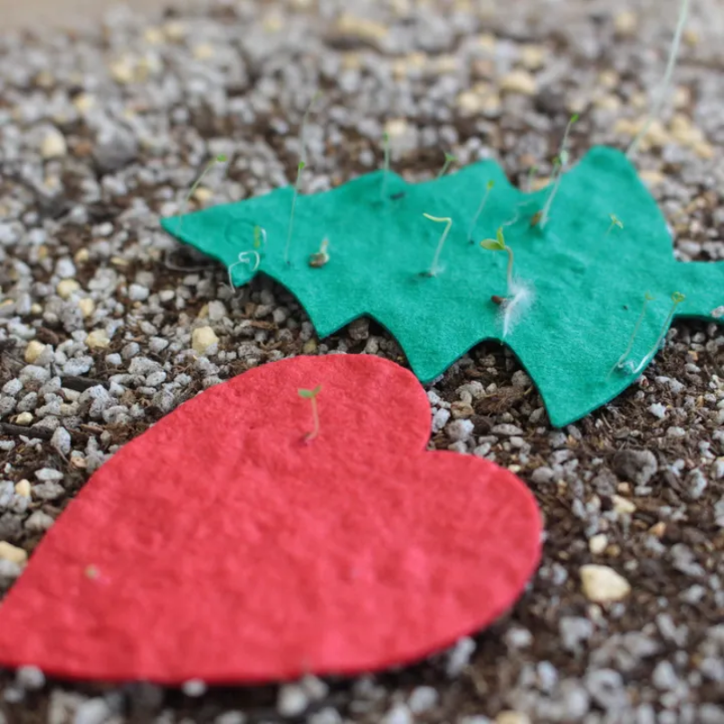 母の日ミニカード（花咲くシードペーパー付）