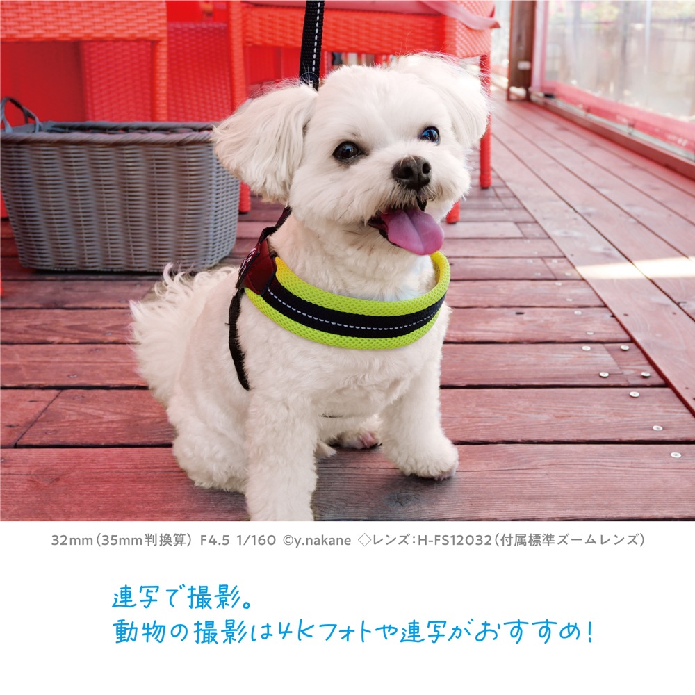 ѥʥ˥å LUMIX G100DV ȥ饤ݥåɥåե󥺥åȡغ߸ˤʤĹ֤򤤤ʤǤDC-G100DV