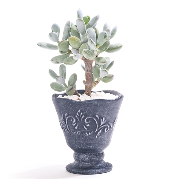 キンシャチ（金鯱） | サボテン | &GREEN | makeshop