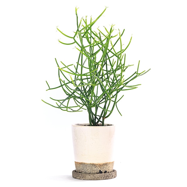 ミルクブッシュ | 多肉植物 | &GREEN | makeshop
