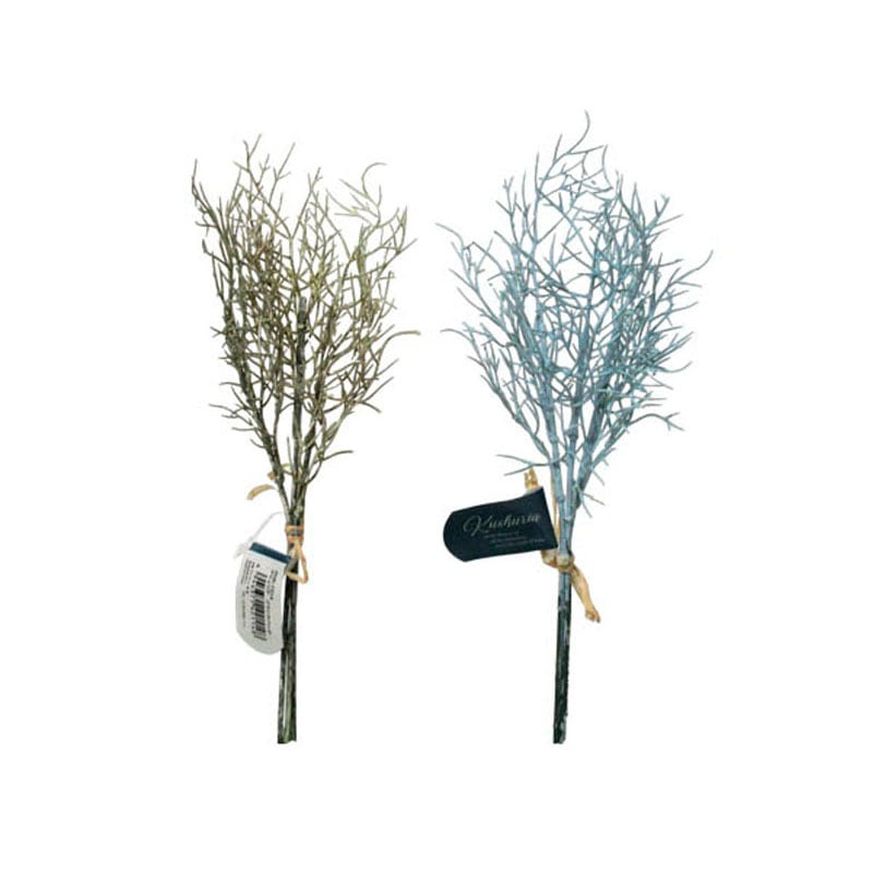 クシュリア　ブランチバンチ