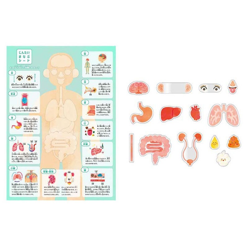 じんたいまなぶセット