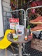 ����ꥫ�Υڥ󥭥Х��ġ�5�������ȡ�4.73L����MIX & MEASURE�ˡ�MADE IN U.S.A.