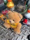 �ࡼ�󥢥�����40��ǯ���˥С����꡼�����ڥ���륨�ǥ�����󡡥٥����̤�����ߡ������ۥ����