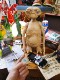 E.T.���ץ��åץ�ץꥫ��12�������������ȥѥڥå�