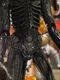 NECA���ǲ衡�����ꥢ�󡡥ӥå�����åס�7��������������ե����奢