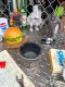 �롼��66���饤���󥹥ץ졼�ȡ����å���ȥ쥤���������ʴݷ���