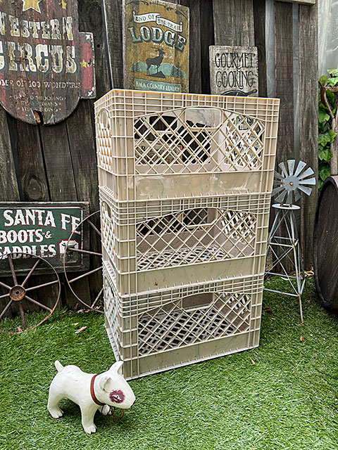 ���Ứ�����󤬥���å׽���Ȥ��Ƥ褯�Ȥ�������ꥫ�󡡥���������ɡ��ߥ륯���졼�ȡ��ʥ쥯���󥰥�/����ɡˡ�ñ��