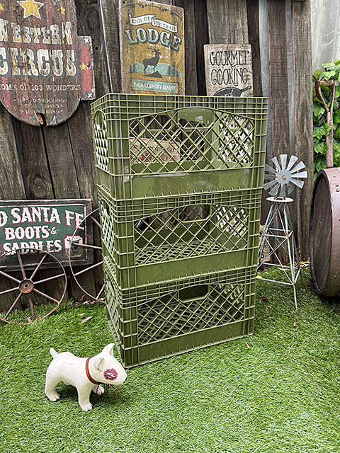 ���Ứ�����󤬥���å׽���Ȥ��Ƥ褯�Ȥ�������ꥫ�󡡥���������ɡ��ߥ륯���졼�ȡ��ʥ쥯���󥰥�/�������ˡ�ñ��