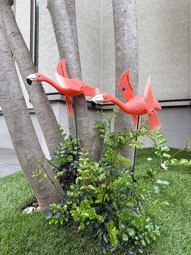 �ԥ󥯥ե�ߥ󥴡��ե饤�󥰡������ǥ󥪡��ʥ��ȡ���2�Υ��åȡ�