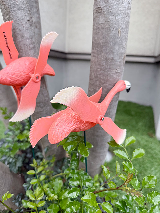 �ԥ󥯥ե�ߥ󥴡��ե饤�󥰡������ǥ󥪡��ʥ��ȡ���2�Υ��åȡ�