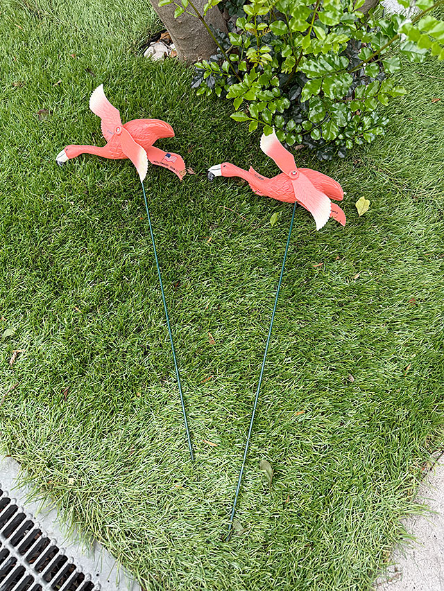 �ԥ󥯥ե�ߥ󥴡��ե饤�󥰡������ǥ󥪡��ʥ��ȡ���2�Υ��åȡ�