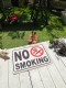 �ر�δ��Ĥߤ����ʥե����ޥåȡ�NO SMOKING���ʶر��