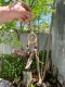 ͥƥ֥ꥫ󡡥ʥХ²ݤʪɥ꡼७å㡼S/饤ȥ֥饦ˡϥɥᥤɡMADE IN U.S.A.ñ