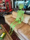 �ŰǤǸ��롪�������祵���� ���߸����ǥ����ץ쥤�������ġ�150cm��L������