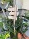 ��OUR COMMON GARDEN�ס����å����������ǥ󥵥���ܡ��� L