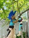 �����ڥ�ɡ��롡�ʥ���ǥ�����/�֥饦���ñ�ʡ�˭����������������⤿�餹����