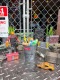 �ޡ�����꡼����������ȥꥢ�롡�ߥ˥Х��ġ��ʥ��������졼��