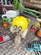 �ࡼ�󥢥�����40��ǯ���˥С����꡼������̡������ܤ���̶���ǧ���ǥ��