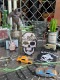 �ǲ衡�����ˡ��������ե�����롡���ƥå�������Skull�ˡ��������å�
