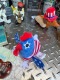 �ѥȥꥪ�åȡ������󡡤̤������