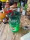 7UP֥󥢥åסå󥰥ޥʥ硼꡼󥯥ꥢˡñ