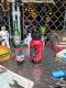 ��򲰡����礦���󷿡�����ѥ��ȡ�������270ml�����ƥ�쥹����Ź�¤����������
