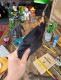 PENCO���ڥ󥳡��Х��åȥݡ������ʥ֥�å��ˡ���Ǽ�ݡ������ȥ�٥�ݡ������������åȥݡ��������ѥݡ�����HIGHTIDE���ϥ�������