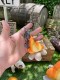 ʲ���С��̤�����ߥ����ۥ�������ܥ�ե���������8cm