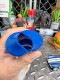 VIEW TAINER���ӥ塼�ƥ��ʡ������ȥ졼������ƥʡ�W5cm��H10cm���ʥ֥롼/10cm�����סˡ��ݴ��ƴMADE IN U.S.A.