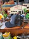 �����ȥ��Ρ��ġ����̡��ԡ�����å��奭��åס���U.S. SPACE PROGRAM�ˡ�˹�ҿ���֥�å����������Ի�