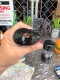 VIEW TAINER���ӥ塼�ƥ��ʡ������ȥ졼������ƥʡ�W5cm��H15cm�����羮2�ĥ��å�/�֥�å�/10cm+15cm�����סˡ��ݴ��ƴMADE IN U.S.A.